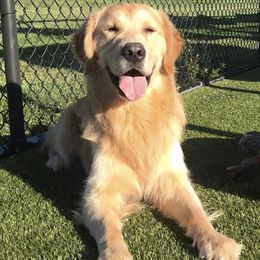 Golden Retriever All Grown Up from Sovereignty Grace Goldens