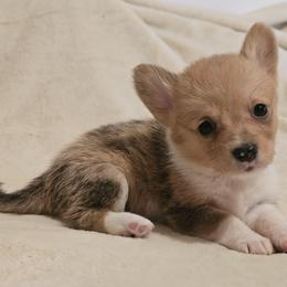 Lovebug - Red female Pembroke Welsh Corgi puppy in Tomball, Texas from Larsen Loved Corgis