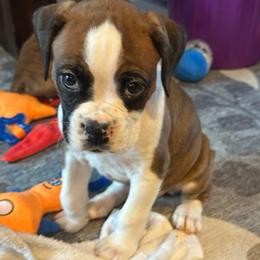 Athena - Brindle female Boxer puppy in Fall River, Massachusetts from DaCosta’s Boxers