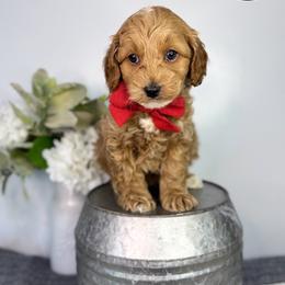 Boy 4 - Apricot male Goldendoodle puppy in Anderson, South Carolina from Brinkerhoff Doodle Farm
