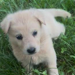 Velma - White female German Shepherd puppy in Yuba City, California from Barton’s German Shepherds