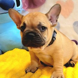 French Bulldogs from Tre Max French Bulkdogs