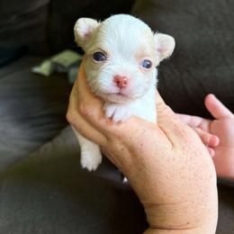 Puppy 4 - Cream and white male Chihuahua puppy in Springfield, Missouri from Casadelopez Tails