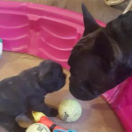 French Bulldog Puppies from Windy Willow's French Bulldog