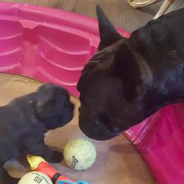 French Bulldog Puppies from Windy Willow's French Bulldog