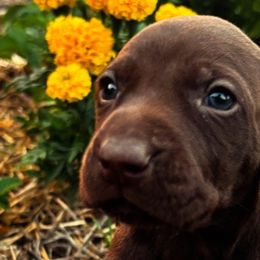 German Shorthaired Pointers from Justin Anderson