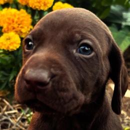 German Shorthaired Pointers from Justin Anderson