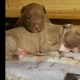 American Pit Bull Terrier Puppies from Kaotic APBTs