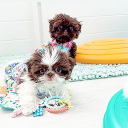 Shih Tzu Puppies from Arizona Sunrise Shih Tzus