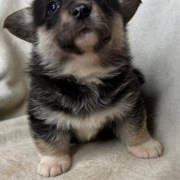 Wanda - Black and tan female American Corgi puppy in Grants Pass, Oregon from KnR Antler Dogs