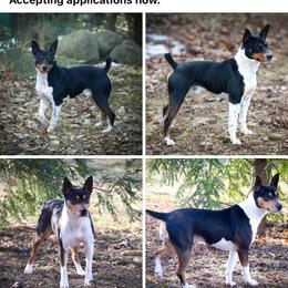 Rat Terrier All Grown Up from Walnut Acre Decker and ODT