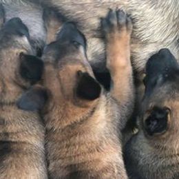 Belgian Malinois from Liberty Malinois