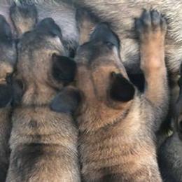Belgian Malinois from Liberty Malinois