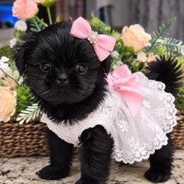 Midnight - Black female Shih Tzu puppy in Victorville, California from Californiadreamyshihtzus