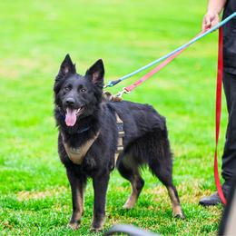 Hennessy (Hex) - German Shepherd