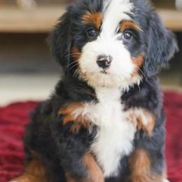 Fidget - Tri-color female Bernedoodle puppy in Dundee, Ohio from Down Home Doodle