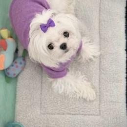 Ahsoka - Maltese