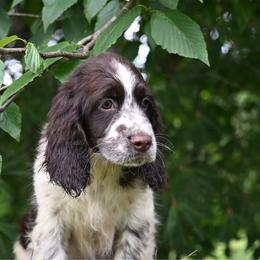 Hargid - Liver and white male English Springer Spaniel puppy in Huntingdon, Pennsylvania from Leila Ferrucci