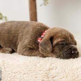 Titan - Gray brindle male Cane Corso puppy in Warren, Ohio from Northeast Ohio Cane Corso