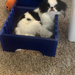 Dior - Black and white female Japanese Chin puppy in Durant, Oklahoma from Chin of Touché