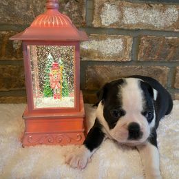 Luna AKC - Black brindle and white female Boston Terrier puppy in Imperial, Missouri from Boston Kup Breeders
