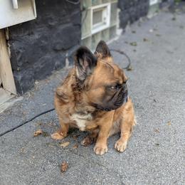 Zeus - French Bulldog