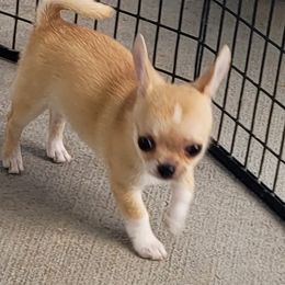 Chihuahua Puppies from Lo's Chihuahuas