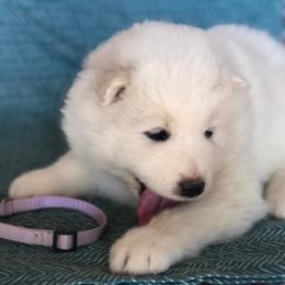 Purple girl - White female Samoyed puppy in Bearcreek, Montana from Morning Star Samoyeds