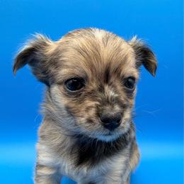 Comet - Merle male Chihuahua puppy in Georgia/Florida, Florida from Fiesta Pups