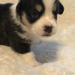 American Corgi and Pembroke Welsh Corgi Puppies from Red White & Bluie Corgi