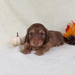Meatball Hoagie - Chocolate male Dachshund puppy in Phelan, California from Desert Sunset Dachshunds