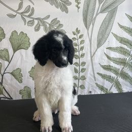 Sebastian - Parti Poodle puppy in Sheboygan, Wisconsin from Juicy Standards