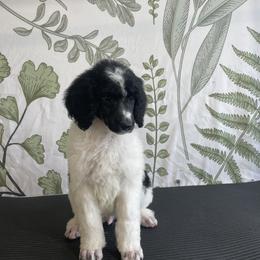 Sebastian - Parti Poodle puppy in Sheboygan, Wisconsin from Juicy Standards