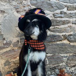 Puppy Girl 1 - Black and tan female Afghan Hound puppy in Carlisle, Pennsylvania from Winterberry Afghan Hounds