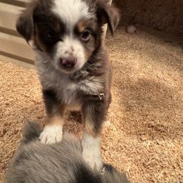 Donald Duck - Red tri male Toy Australian Shepherd puppy in Menan, Idaho from Teton Toy Aussies