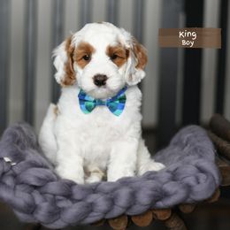 King - Cream male Australian Labradoodle puppy in Port Orchard, Washington from Snooze and Sniff Labradoodles