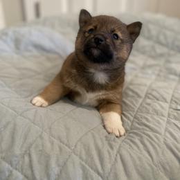 Foxy - Sesame female Shiba Inu puppy in Monett, Missouri from Happy Tails Shiba Inus