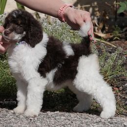 Poodle Puppies from Antigua Standard Poodles