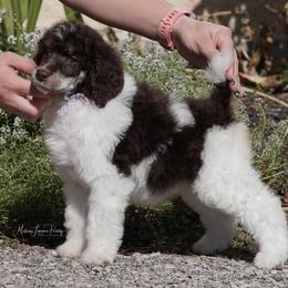 Poodle Puppies from Antigua Standard Poodles