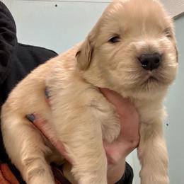Matt - Golden male Golden Retriever puppy in Saint Pauls, North Carolina from Copperfield’s Goldens