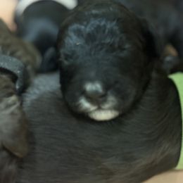 Yuma - Black and white female Bernedoodle puppy in Phoenix, Arizona from Grandview Bernedoodles