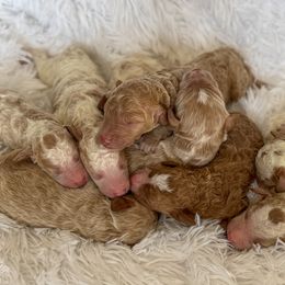 Goldendoodle Puppies from ZaraDoodles