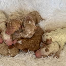 Goldendoodle Puppies from ZaraDoodles