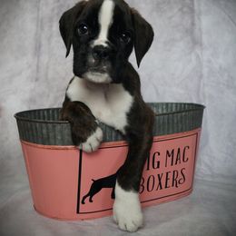 Boxer Puppies from Big Mac Boxers