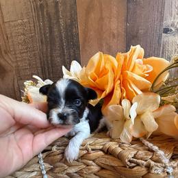 Blaze - Parti male Yorkshire Terrier puppy in Howe, Oklahoma from Ray Holder