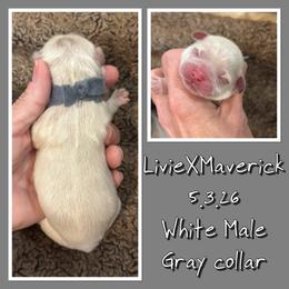 Gray color - White male Shih Tzu puppy in Ethel, Mississippi from The Dog House LLC