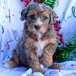 Jean - Tri-color female Bernedoodle puppy in Roy, Utah from Doodles are Amazing