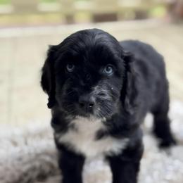 Ruby - Black and white female Aussiedoodle puppy in Columbia Falls, Montana from Firefly Aussies & Aussiedoodles