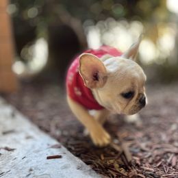 French Bulldog and Labrador Retriever Puppies from Desiree Ortiz's French Bull Dogs and Labrador Retrievers