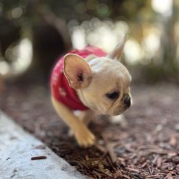 French Bulldog and Labrador Retriever Puppies from Desiree Ortiz's French Bull Dogs and Labrador Retrievers